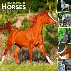 BrownTrout 2025 365 Days of Horses 12" x 12" Monthly Wall Calendar (9781975477165) Online