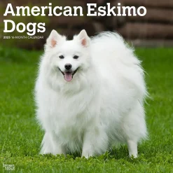 BrownTrout 2025 American Eskimo Dogs 12" x 24" Monthly Square Wall Calendar (9781975476496) Best