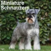 BrownTrout 2025 ature Schnauzers 12" x 12" Monthly Wall Calendar (9781975477684) Best
