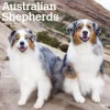 BrownTrout 2025 Australian Shepherds 12" x 12" Monthly Wall Calendar (9781975476557) New