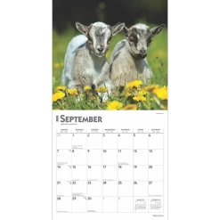 BrownTrout 2025 Baby Goats 12