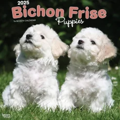 BrownTrout 2025 Bichon Frise Puppies 12" x 12" Monthly Wall Calendar (9781975474508) Clearance