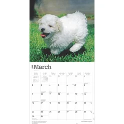 BrownTrout 2025 Bichon Frise Puppies 12