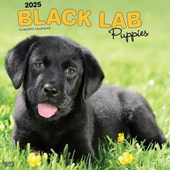 BrownTrout 2025 Black Labrador Retriever Puppies 12" x 12" Monthly Wall Calendar (9781975477318) Discount