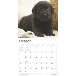 BrownTrout 2025 Black Labrador Retriever Puppies 12