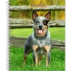 BrownTrout 2025 Blue Heelers 6" x 7.75" Weekly Engagement Planner, Paper Cover, Multicolored (9781975483142) Clearance