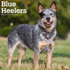 BrownTrout 2025 Blue Heelers 12" x 12" Monthly Wall Calendar (9781975476663) Best