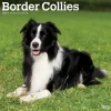 BrownTrout 2025 Border Collies 12" x 12" Monthly Wall Calendar (9781975476687) New