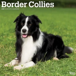 BrownTrout 2025 Border Collies 12" x 12" Monthly Wall Calendar (9781975476687) New