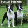 BrownTrout 2025 Boston Terriers 12" x 12" Monthly Wall Calendar (9781975476700) Sale