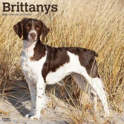 BrownTrout 2025 Brittanys 12" x 12" Monthly Wall Calendar (9781975476731) Online