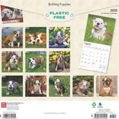 BrownTrout 2025 Bulldog Puppies 12" x 12" Monthly Wall Calendar (9781975474539) Sale