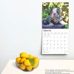 BrownTrout 2025 Bulldog Puppies 12