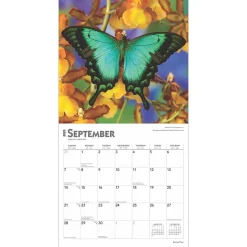 BrownTrout 2025 Butterflies 12