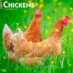 BrownTrout 2025 Chickens 12" x 24" Monthly Square Wall Calendar, (9781975476830) Online