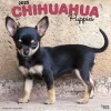 BrownTrout 2025 Chihuahua Puppies 12" x 12" Monthly Wall Calendar (9781975474652) Hot