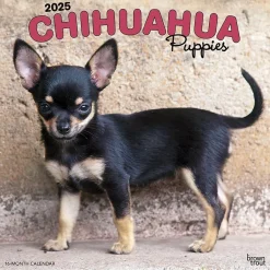 BrownTrout 2025 Chihuahua Puppies 12" x 12" Monthly Wall Calendar (9781975474652) Hot