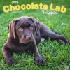BrownTrout 2025 Chocolate Labrador Retriever Puppies 12" x 12" Monthly Wall Calendar (9781975477325) Online