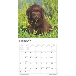 BrownTrout 2025 Chocolate Labrador Retriever Puppies 12