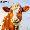 BrownTrout 2025 Cows 12" x 12" Monthly Wall Calendar (9781975476892) Clearance