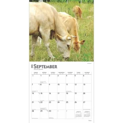 BrownTrout 2025 Cows 12