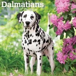 BrownTrout 2025 Dalmatians 12" x 24" Monthly Square Wall Calendar, (9781975478117) Hot