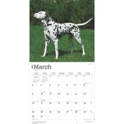 BrownTrout 2025 Dalmatians 12