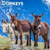 BrownTrout 2025 Donkeys 12" x 24" Monthly Square Wall Calendar, (9781975476946) New