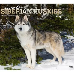 BrownTrout 2025 For the Love of Siberian Huskies 7" x 12" Monthly Wall Calendar (9781975473082) New