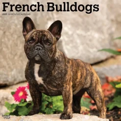 BrownTrout 2025 French Bulldogs 12" x 12" Monthly Square Wall Calendar (9781975476984) Clearance