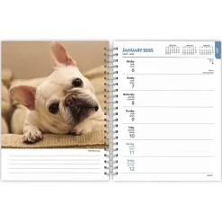 BrownTrout 2025 French Bulldogs 6