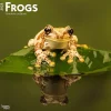 BrownTrout 2025 Frogs 12" x 24" Monthly Square Wall Calendar (9781975476991) Sale