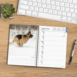 BrownTrout 2025 German Shepherds 6