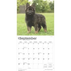BrownTrout 2025 German Shepherd Puppies 12