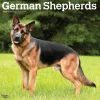 BrownTrout 2025 German Shepherds 12" x 12" Monthly Square Wall Calendar (9781975477011) New