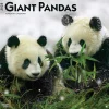 BrownTrout 2025 Giant Pandas 12" x 12" Monthly Wall Calendar (9781975474843) Clearance