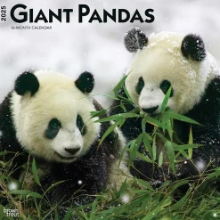 BrownTrout 2025 Giant Pandas 12" x 12" Monthly Wall Calendar (9781975474843) Clearance
