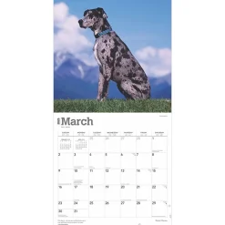 BrownTrout 2025 Great Danes 12