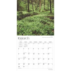 BrownTrout 2025 Great Smokies 12