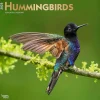 BrownTrout 2025 Hummingbirds 12" x 12" Monthly Wall Calendar (9781975477189) Hot