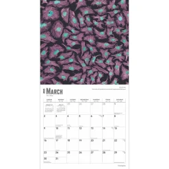 BrownTrout 2025 Innerspace 12