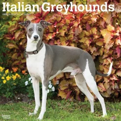 BrownTrout 2025 Italian Greyhounds 12" x 12" Monthly Wall Calendar (9781975478308) Clearance