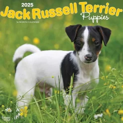 BrownTrout 2025 Jack Russell Terrier Puppies 12" x 12" Monthly Wall Calendar (9781975477226) Online