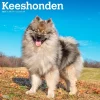 BrownTrout 2025 Keeshonden 12" x 12" Monthly Wall Calendar (9781975477264) Clearance