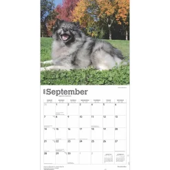 BrownTrout 2025 Keeshonden 12