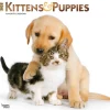 BrownTrout 2025 Kittens & Puppies 12" x 12" Monthly Wall Calendar (9781975477271) Discount