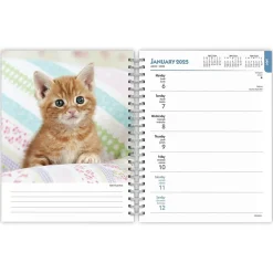 BrownTrout 2025 Kittens 6