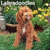 BrownTrout 2025 Labradoodles 12" x 24" Monthly Square Wall Calendar, (9781975477295)