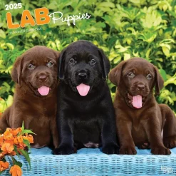 BrownTrout 2025 Labrador Retriever Puppies 12" x 12" Monthly Wall Calendar (9781975477301) Clearance