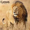 BrownTrout 2025 Lions 12" x 12" Monthly Wall Calendar (9781975476458) Best